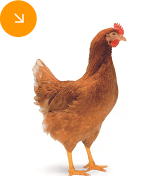 marrom.png