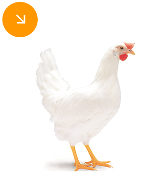 branca.png